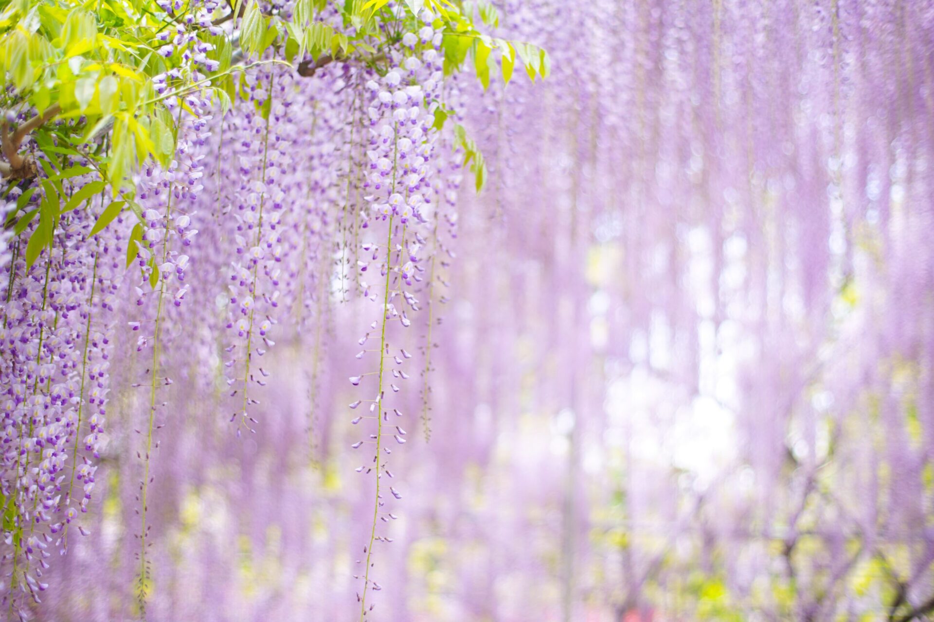 旭川の花フェスタ 21年はオンラインでの開催